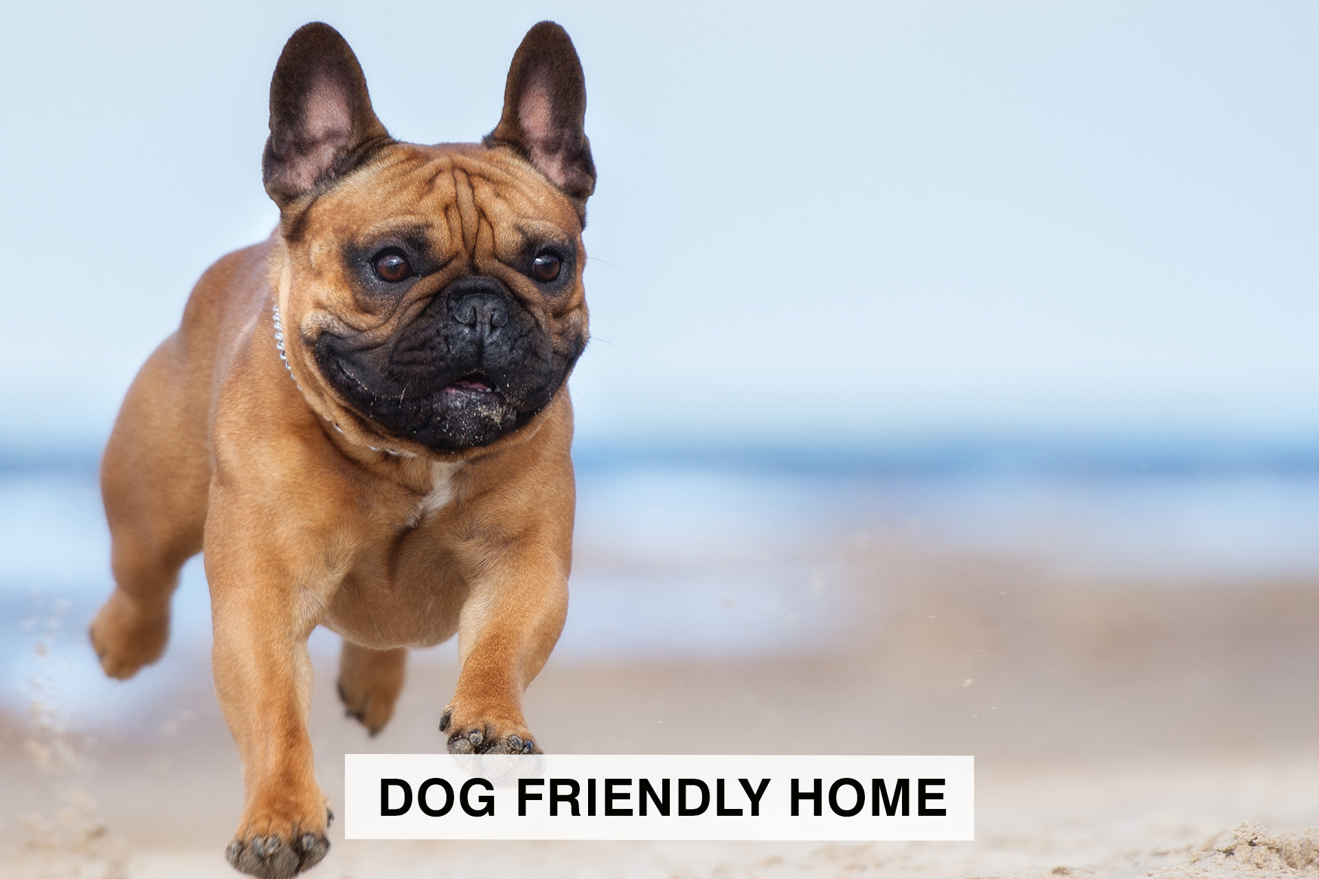 Surf Or Sound Realty Dog Friendly Home